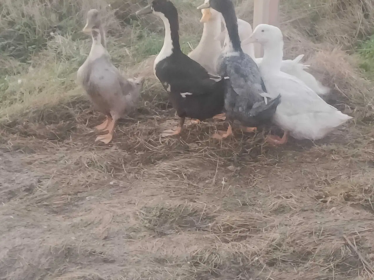 Billede 3 - 6 landænder klar til slagt eller avl 