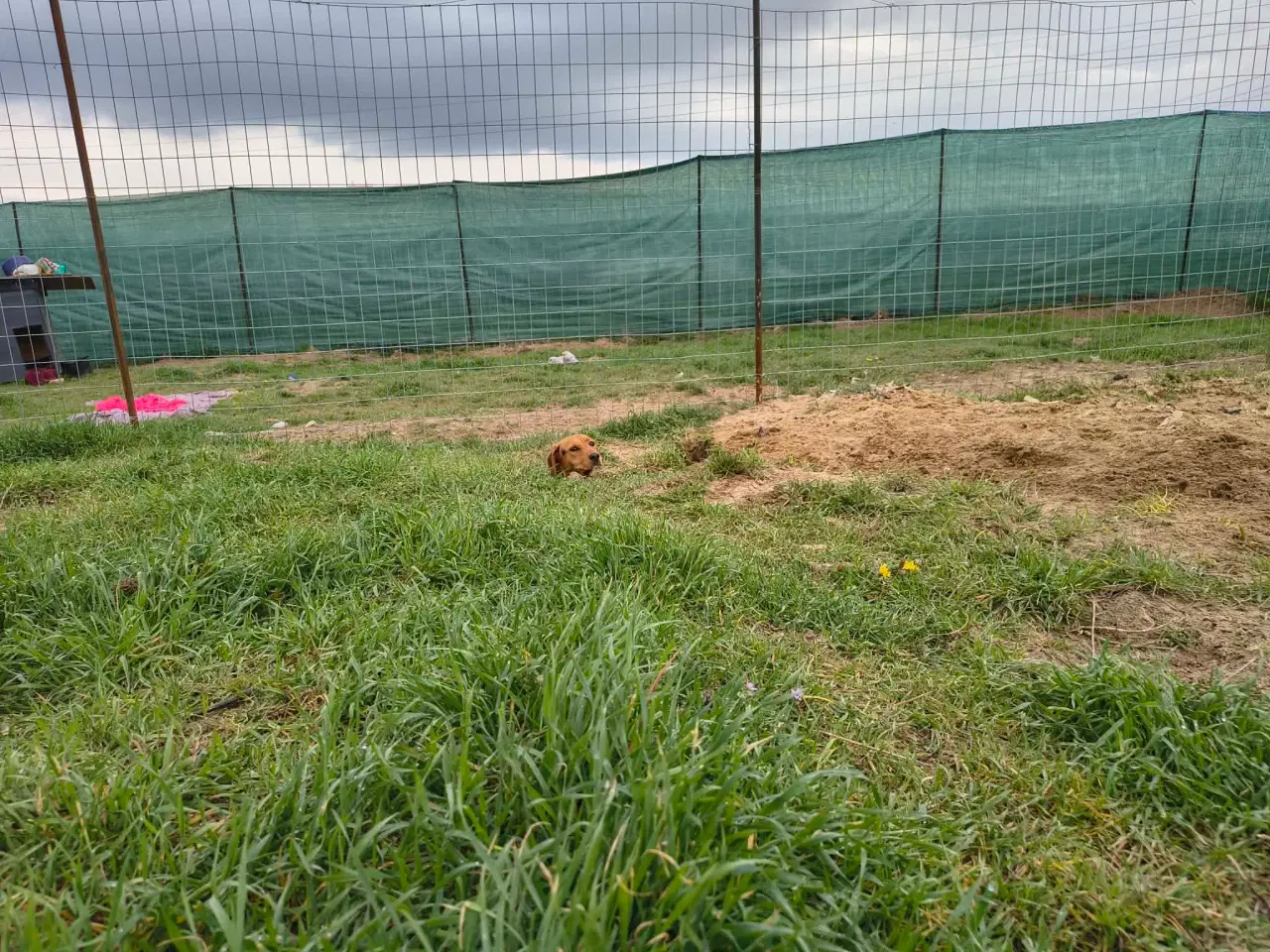 Billede 7 - Søde Minna søger sit 4ever hjem