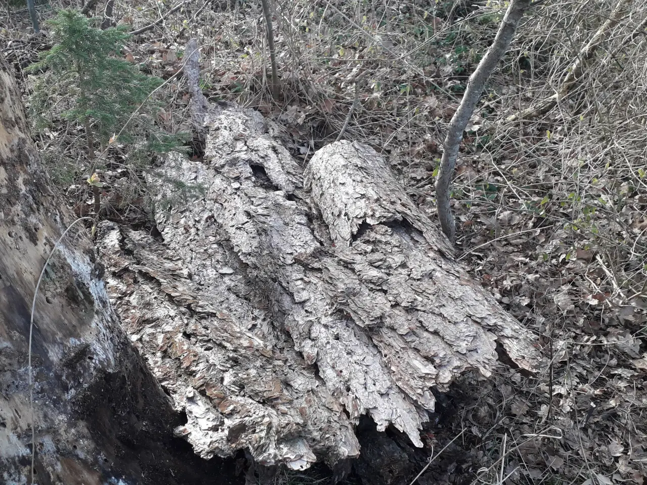Billede 2 - Bark fra fyrretræ