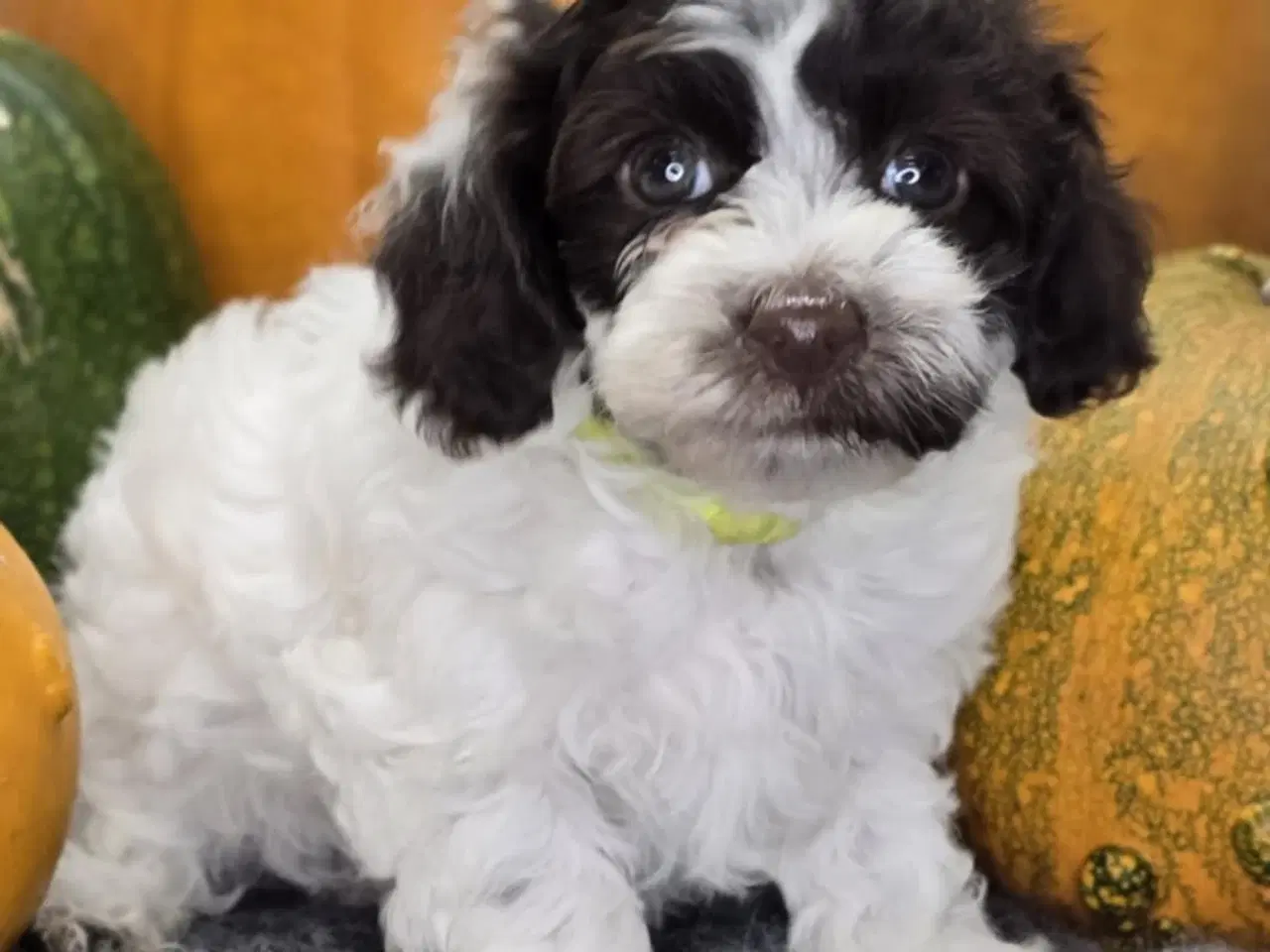 Billede 5 - Havapoo F1B