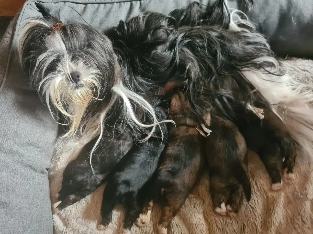 Billede 3 - ægte Lhasa Apso hvalpe 