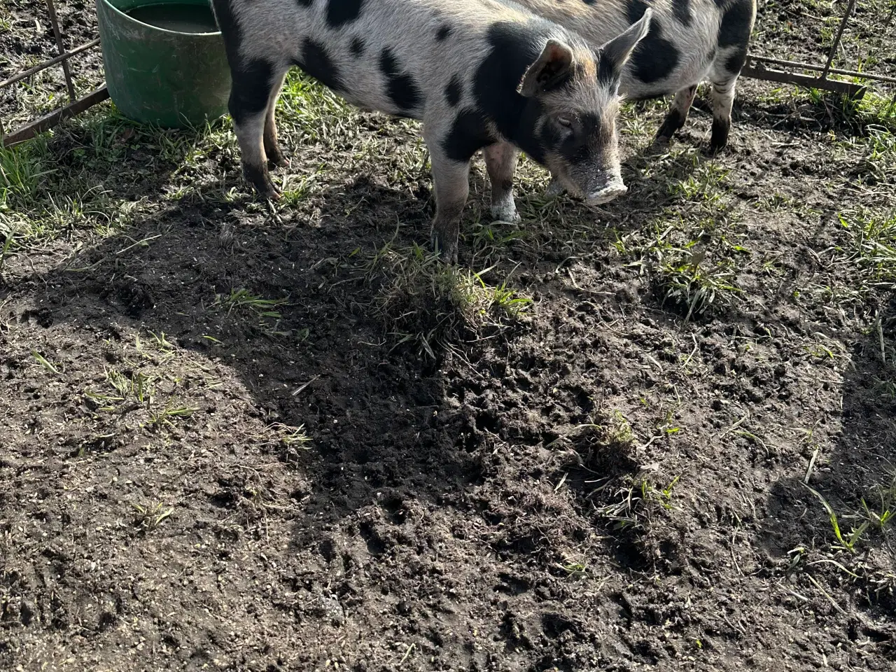 Billede 2 - Duroc/Gl. Dansk landrace Orne