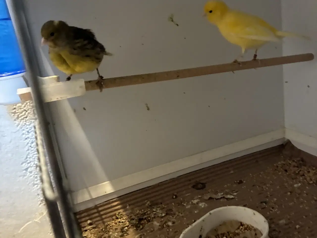 Billede 1 - Fiffe kanarier