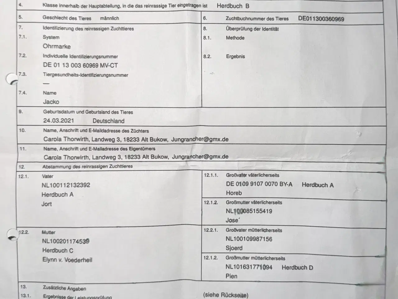 Billede 7 - 2 vædder lam valais blacknose