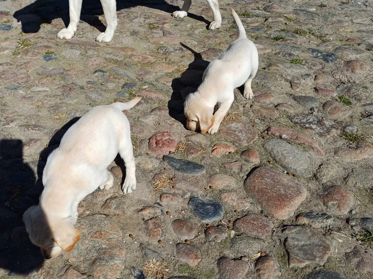 Billede 10 - Labrador F1 hvalpe