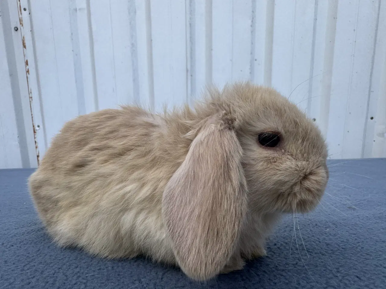 Billede 6 - Dværgvædder/Mini lop hankanin
