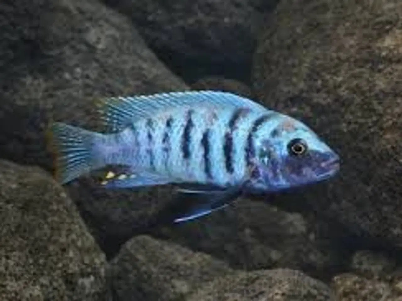 Billede 1 - Maylandia Zebra - Chiwi Rocks