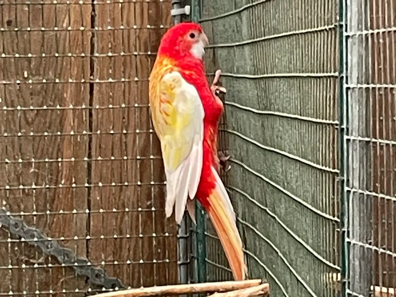 Billede 7 - Rosella lutino og rubino