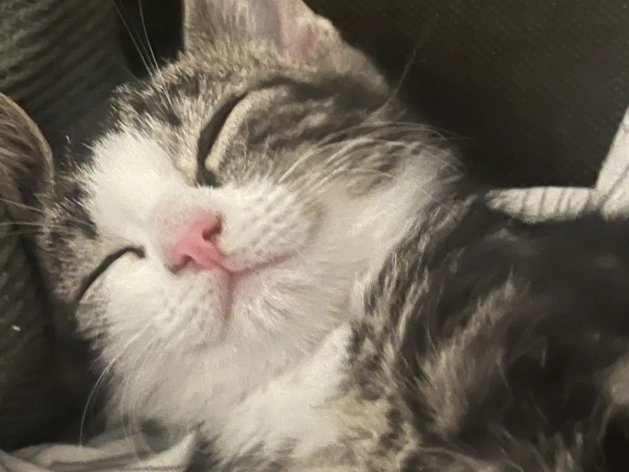 Billede 3 - 2 søde kattekillinger 