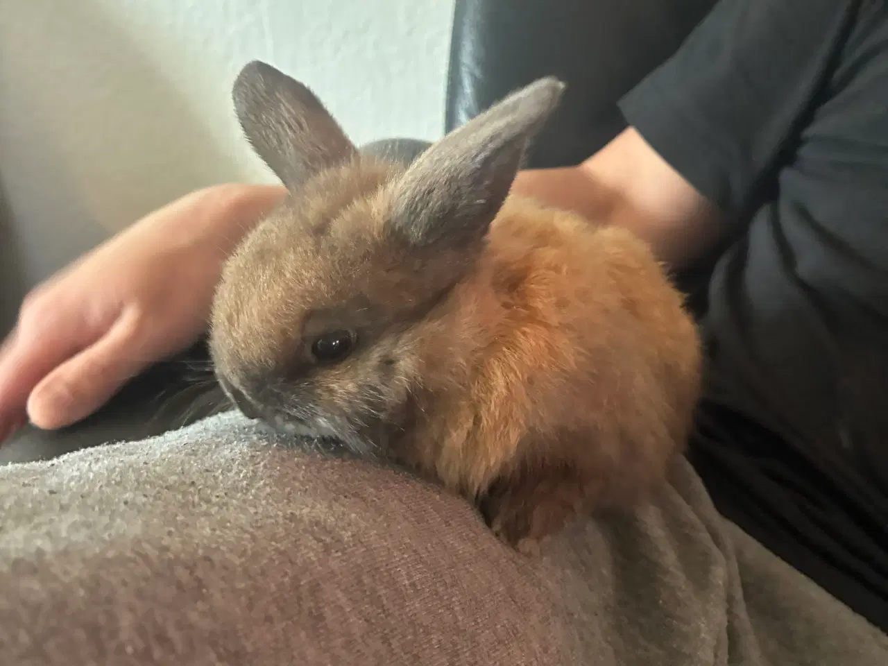 Billede 1 - Mini lop han unge sælges 