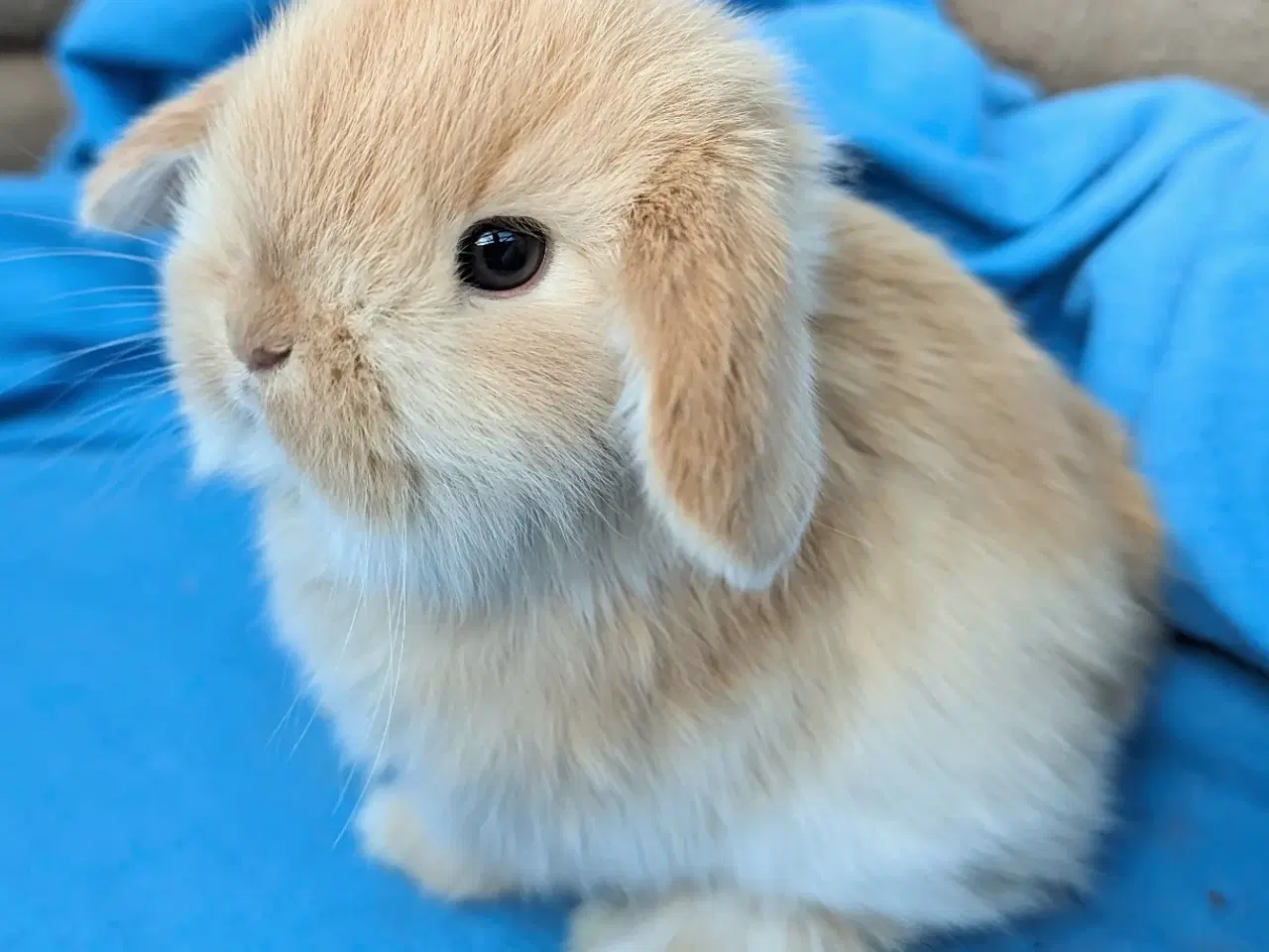Billede 4 - Minilop kaninunge 
