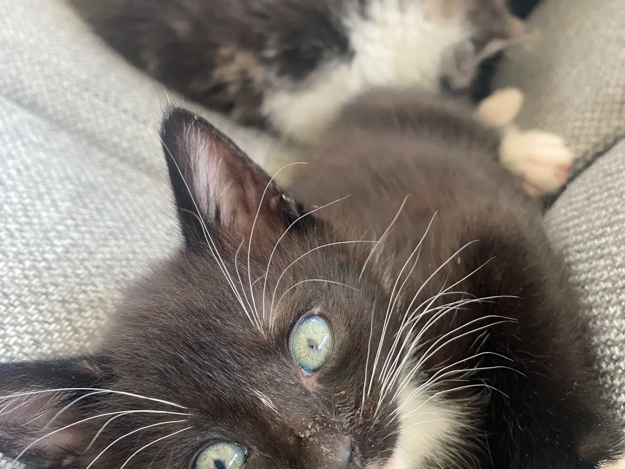 Billede 2 - katte killinger