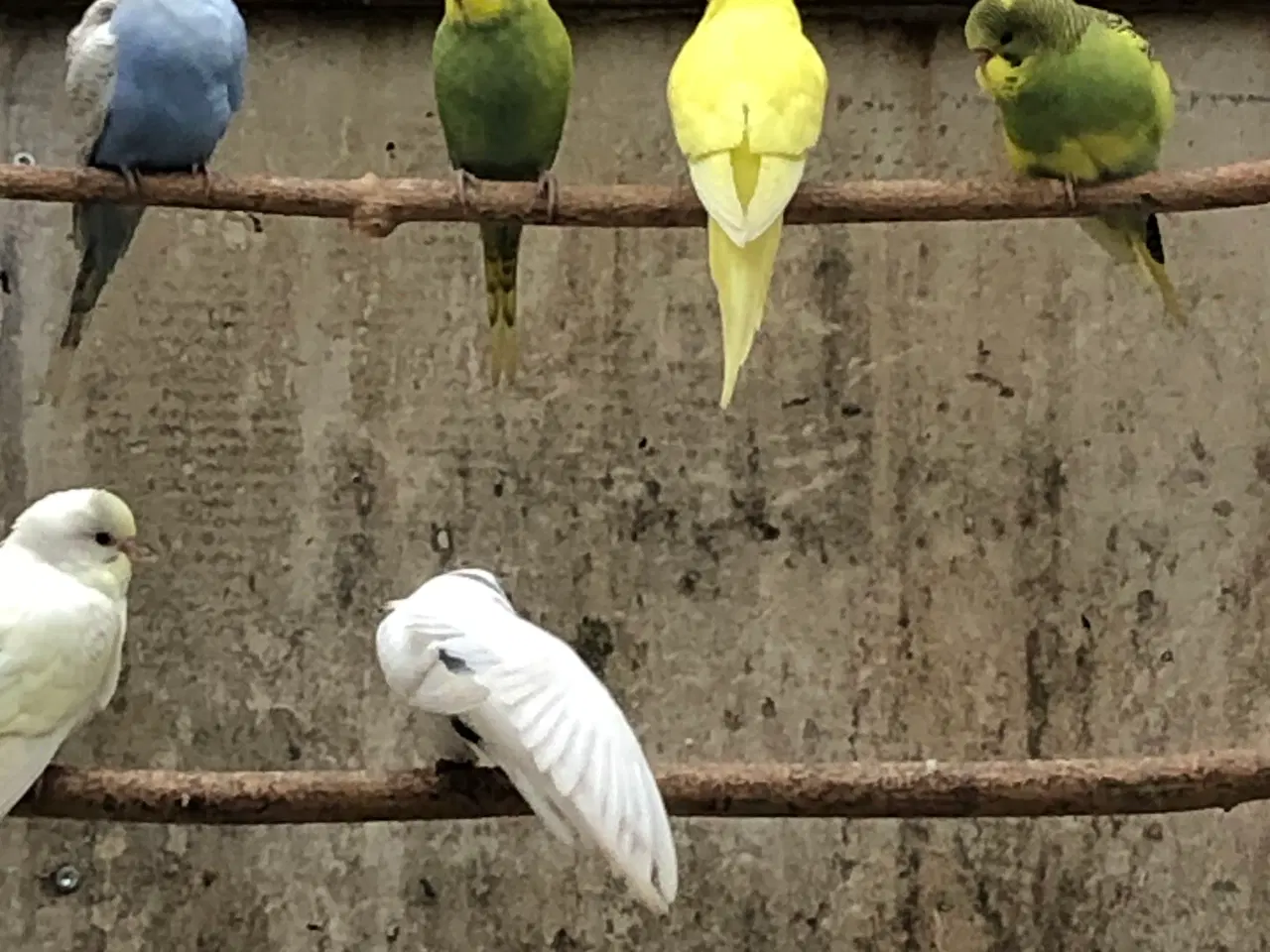 Billede 2 - Undulat unger