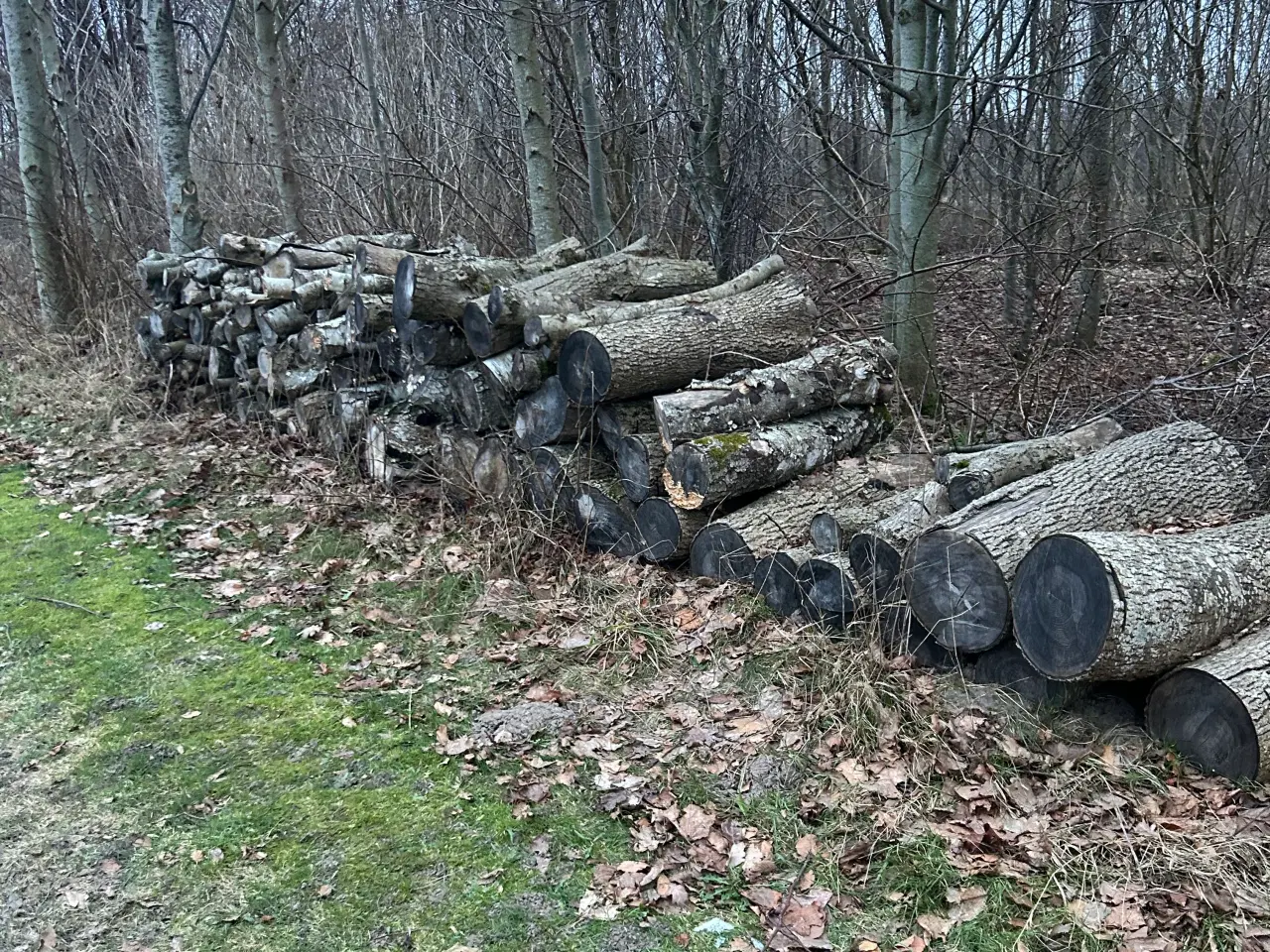 Billede 1 - Løvtræ