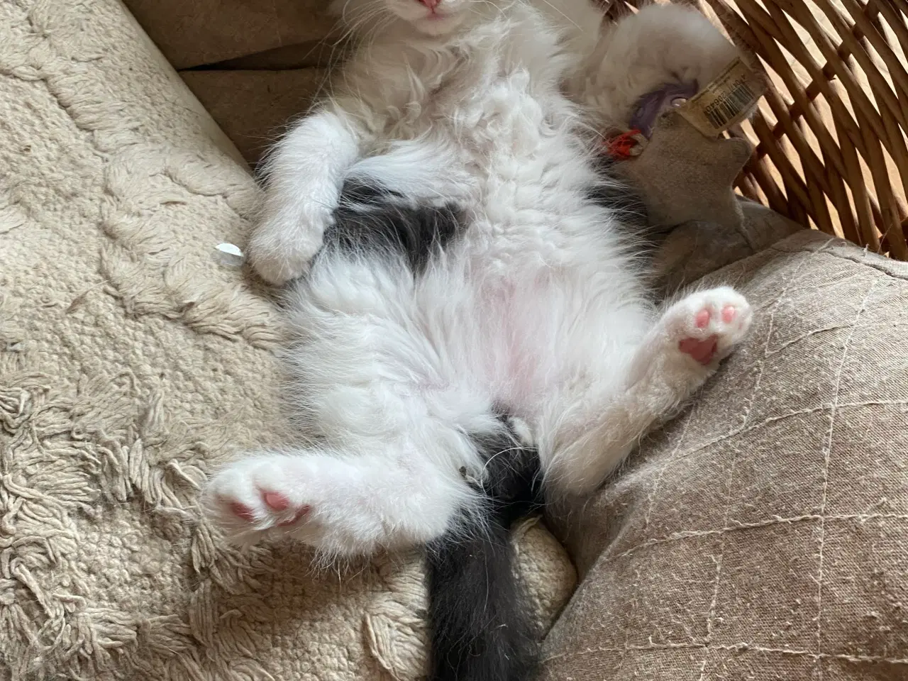 Billede 3 - Maine Coon Perser killinger