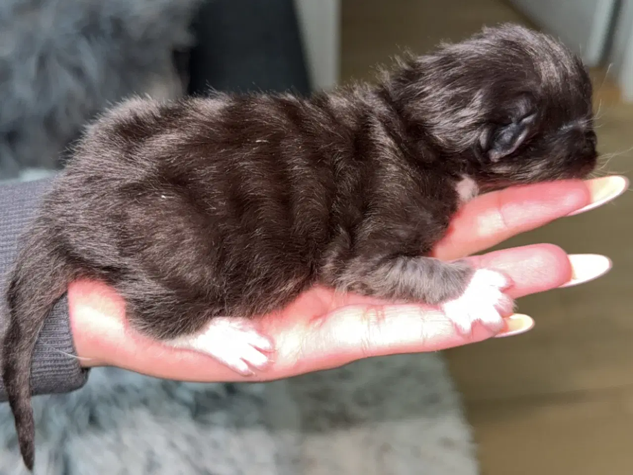 Billede 5 - Flere killinger British shorthair og perser 