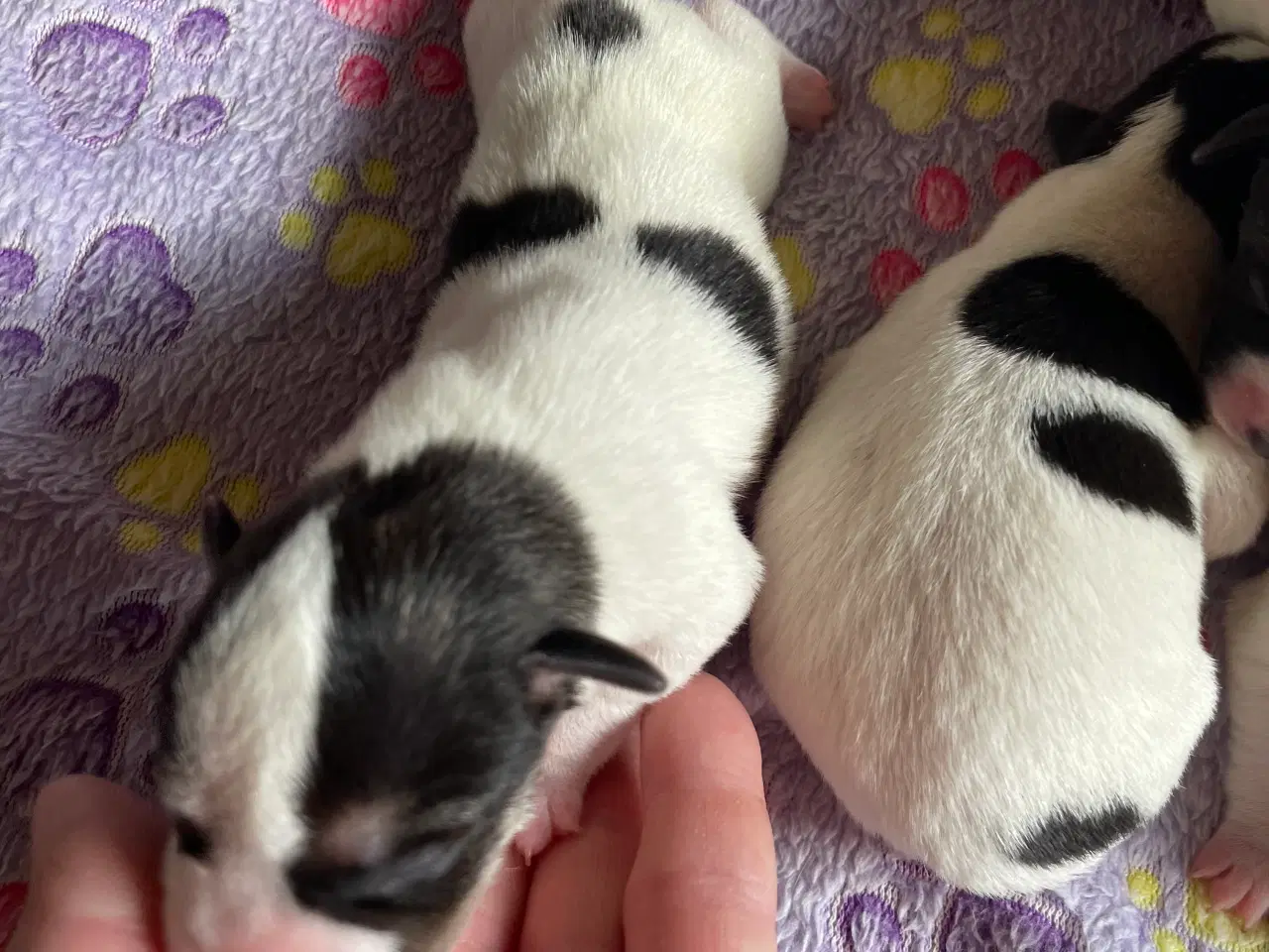 Billede 6 - Dansksvensk gårdhunde hvalpe 
