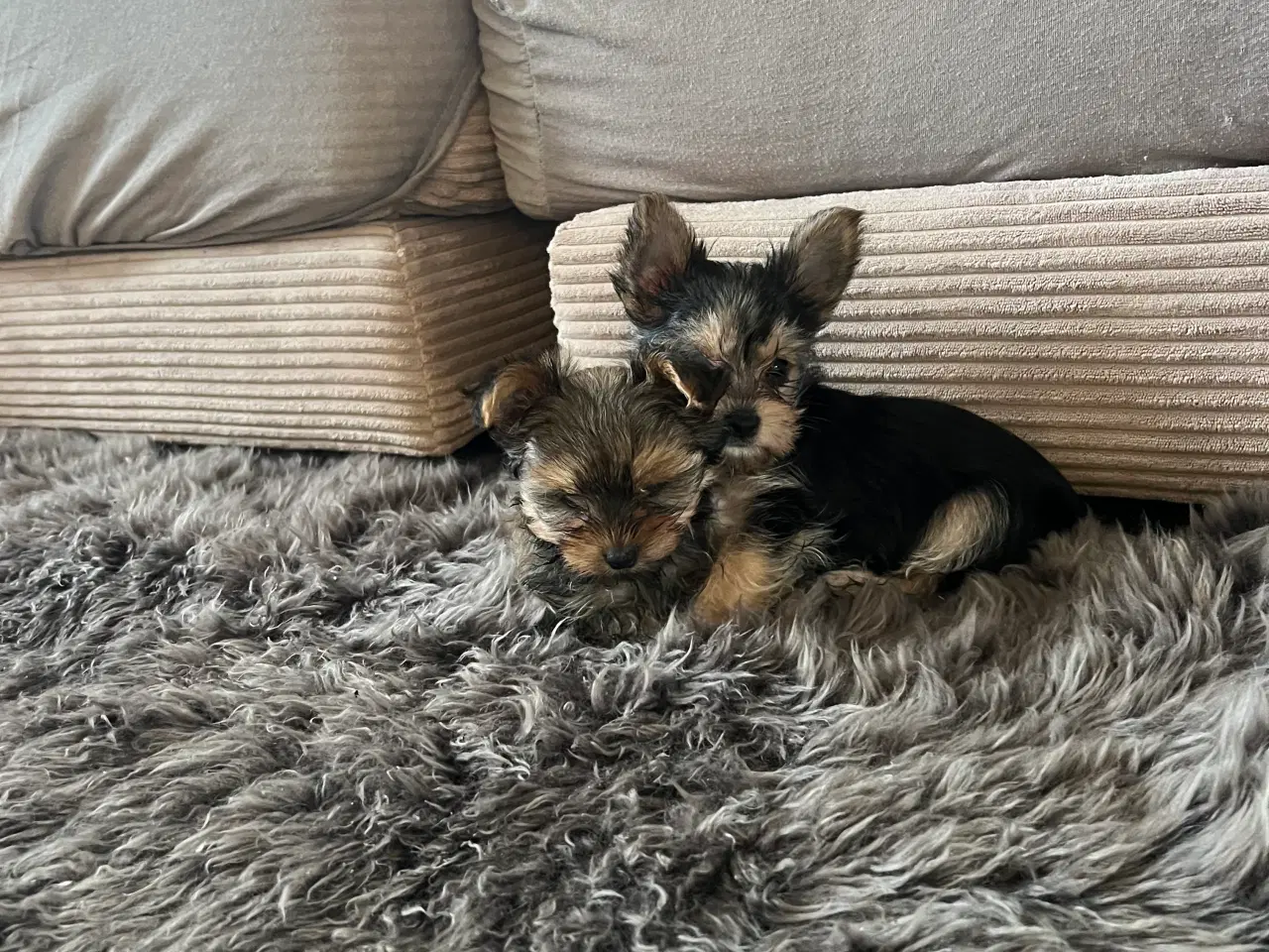 Billede 4 - Yorkshireterrier hvalpe sælges