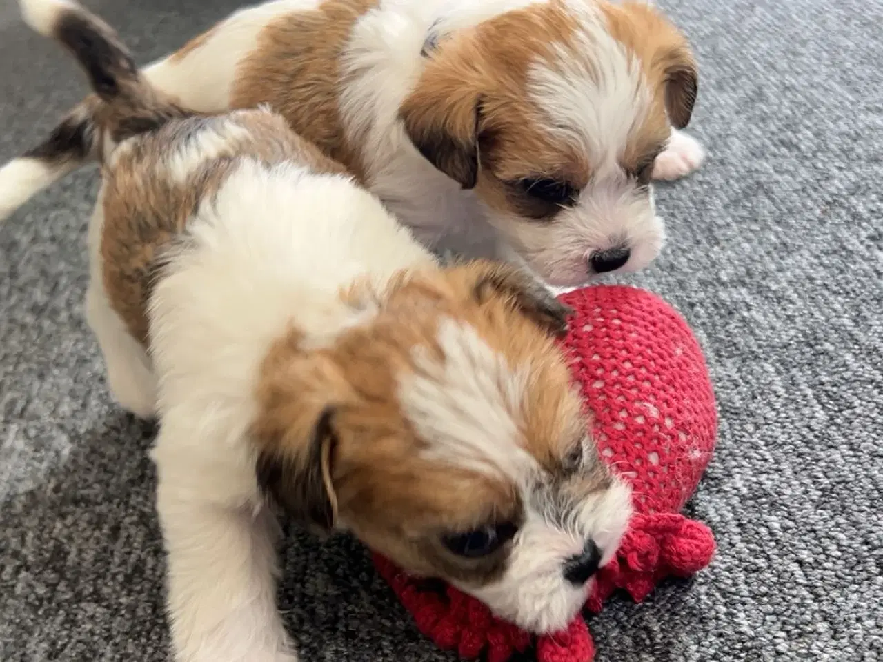 Billede 6 - Shih tzu