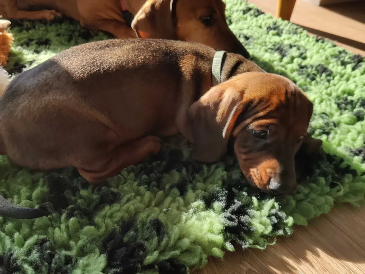 Billede 6 - Gravhund hvalp 