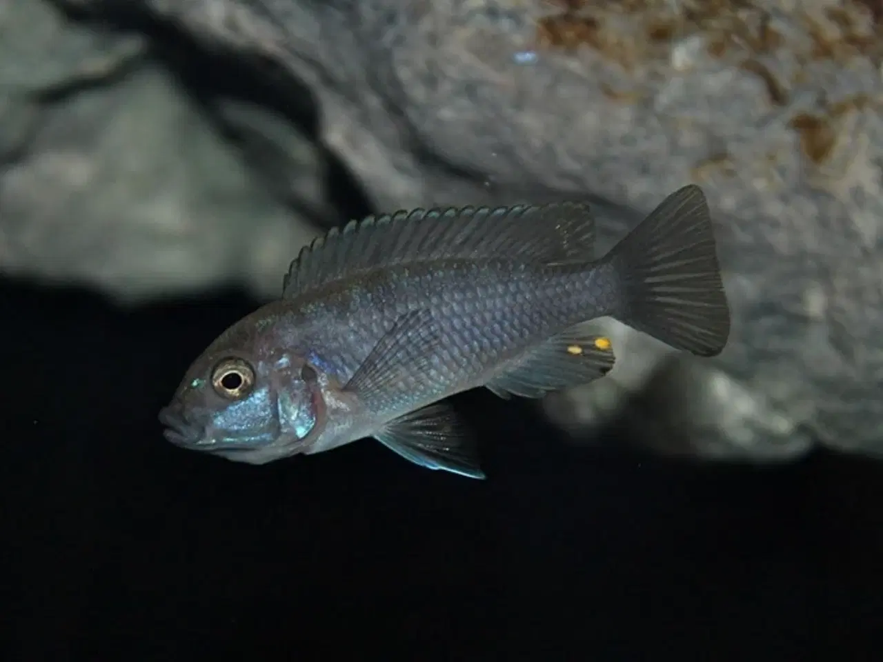 Billede 5 - Cynotilapia Zebroides Cobwe (Afra Cobue) GRUPPE