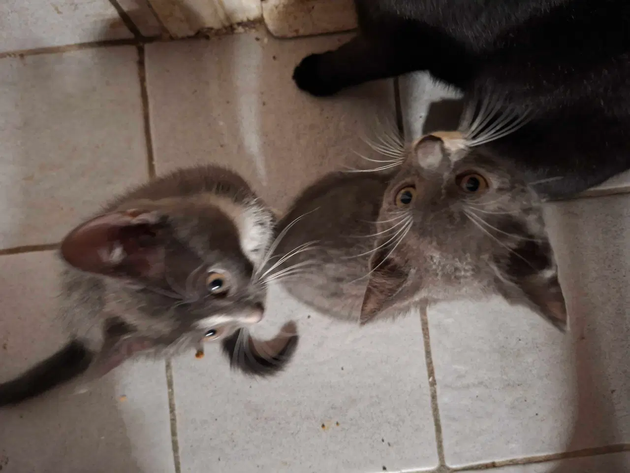 Billede 6 - Kattekillinger sælges