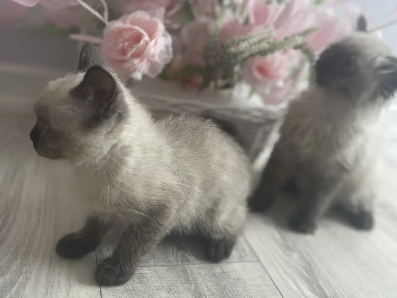 Billede 2 - To dejlige charmerende killinger Siameser/Ragdoll