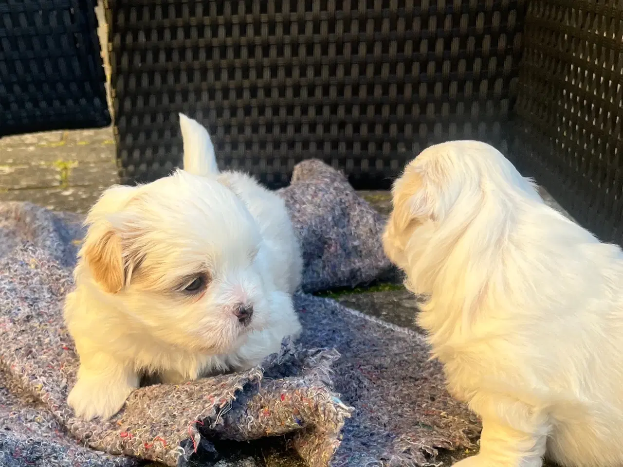 Billede 10 - Shih tzu hvalpe