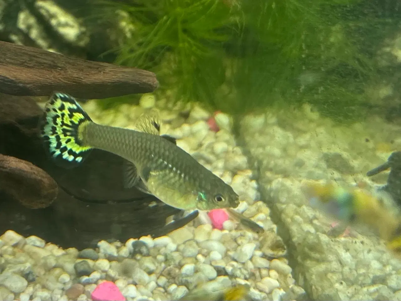 Billede 2 - Gubby mix - flotte farver