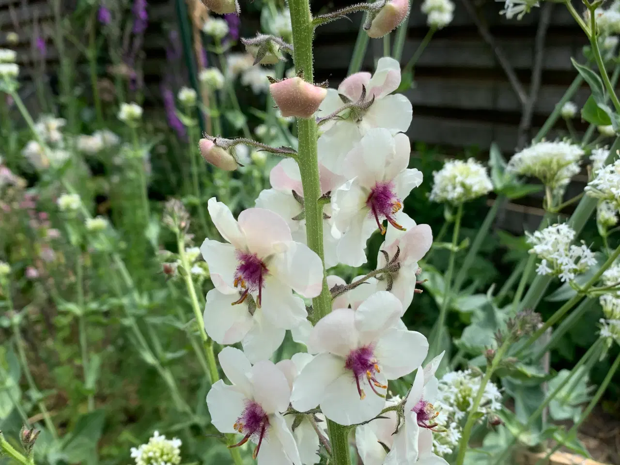 Billede 1 - Staude frø: , Verbascum Blattaria / Kongelys