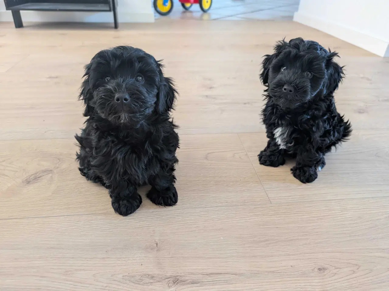 Billede 14 - Rumle og børste - Maltipoo