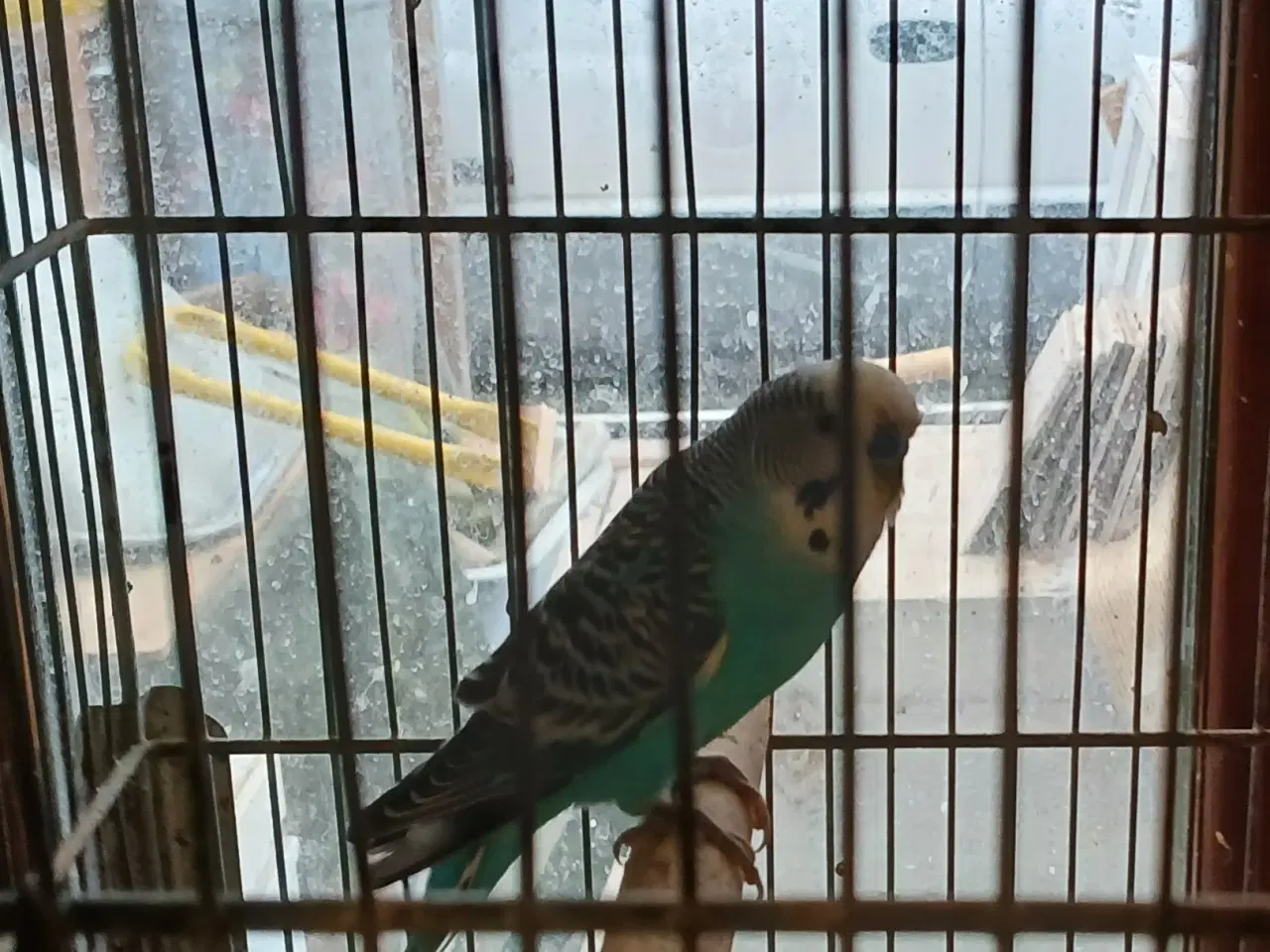 Billede 2 - Han undulat gives væk