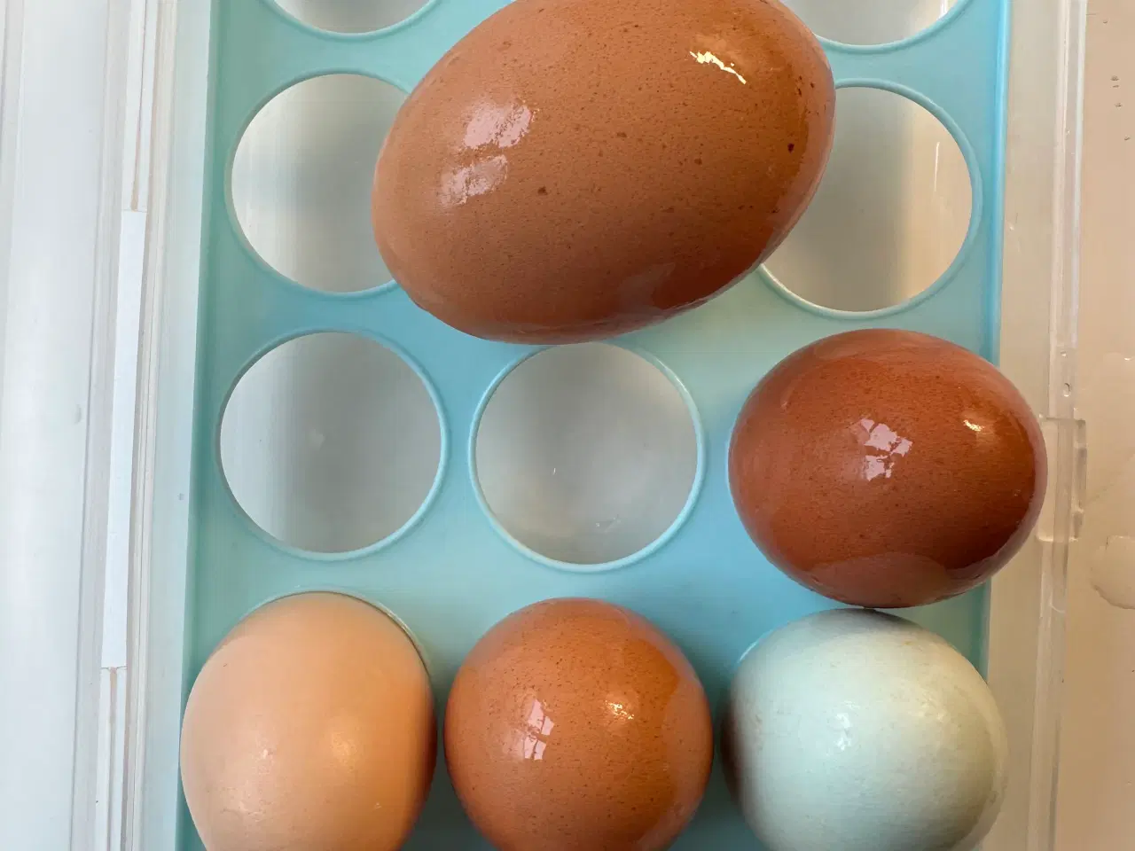 Billede 1 - En hel flok høns og hane sælges 