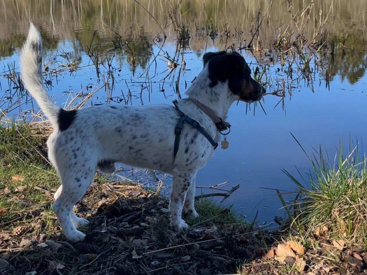 Billede 3 - Jack Russel Han 1 år 7 måneder