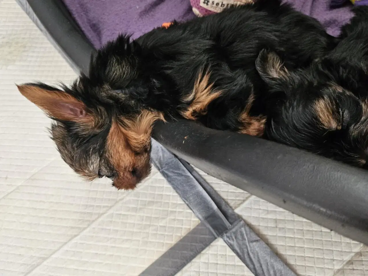 Billede 10 - 4 skønne Yorkshire Terrier hvalpe sælges 
