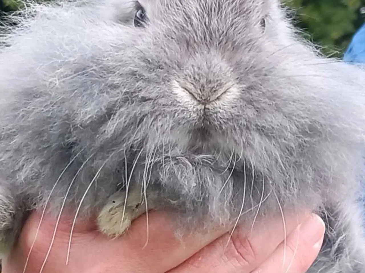 Billede 10 - Minilop/Dværg vædder unger.