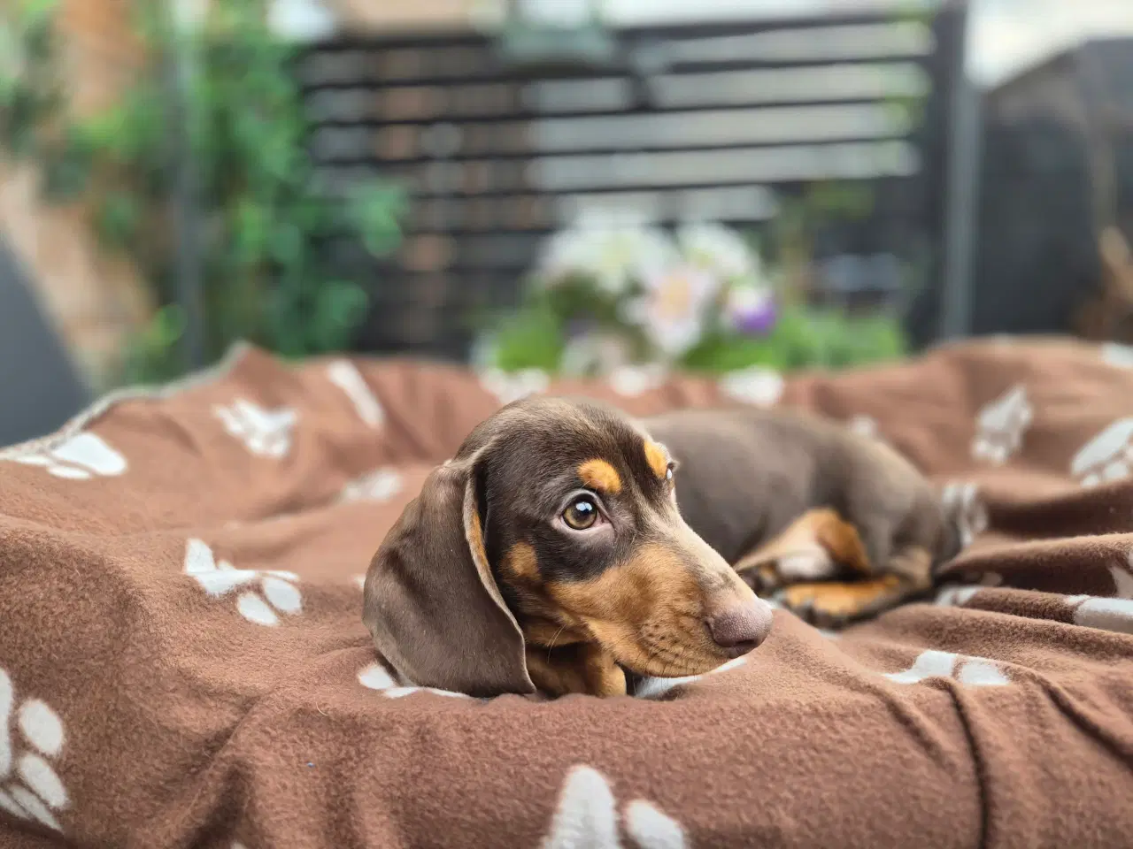 Billede 2 - chokoladefarvet gravhund