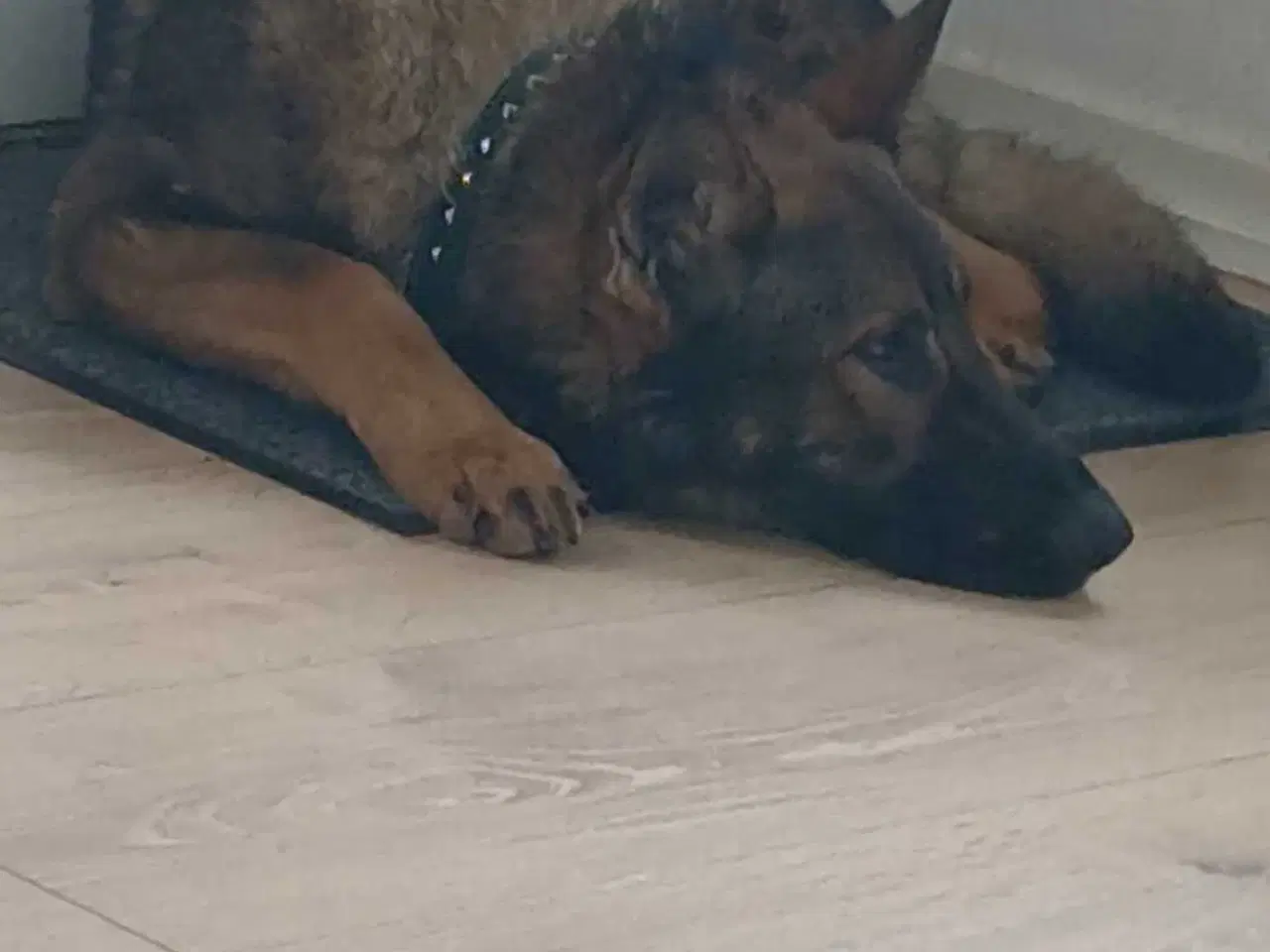 Billede 1 - Grå schæfer han