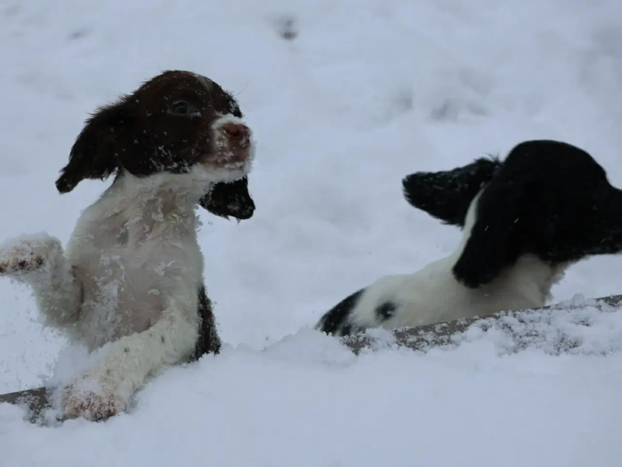 Billede 3 - Søde hvalpe 