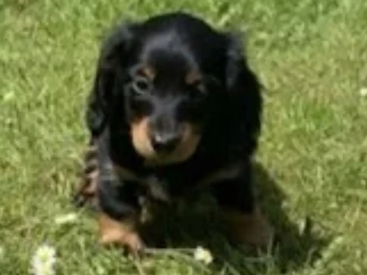 Billede 3 - Gravhunde hvalpe langhåret Dværg