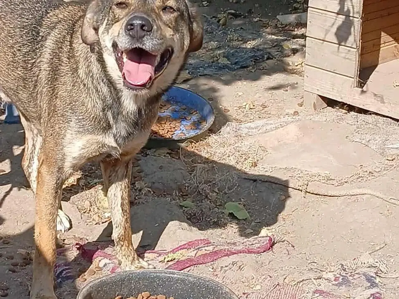 Billede 7 - Sødeste Pane søger familie