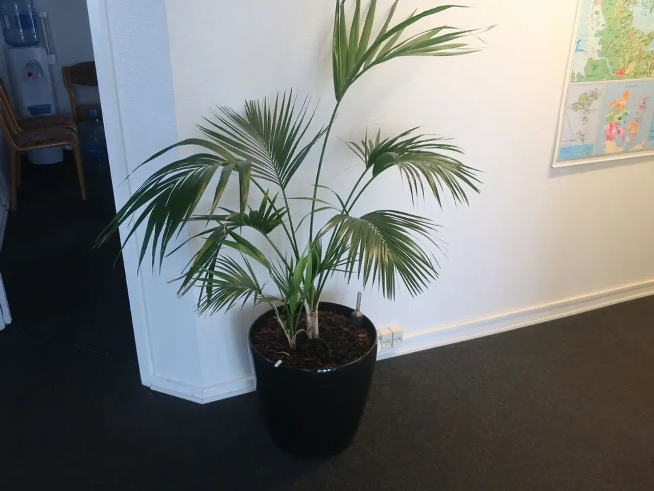 Billede 1 - 2 stk. planter