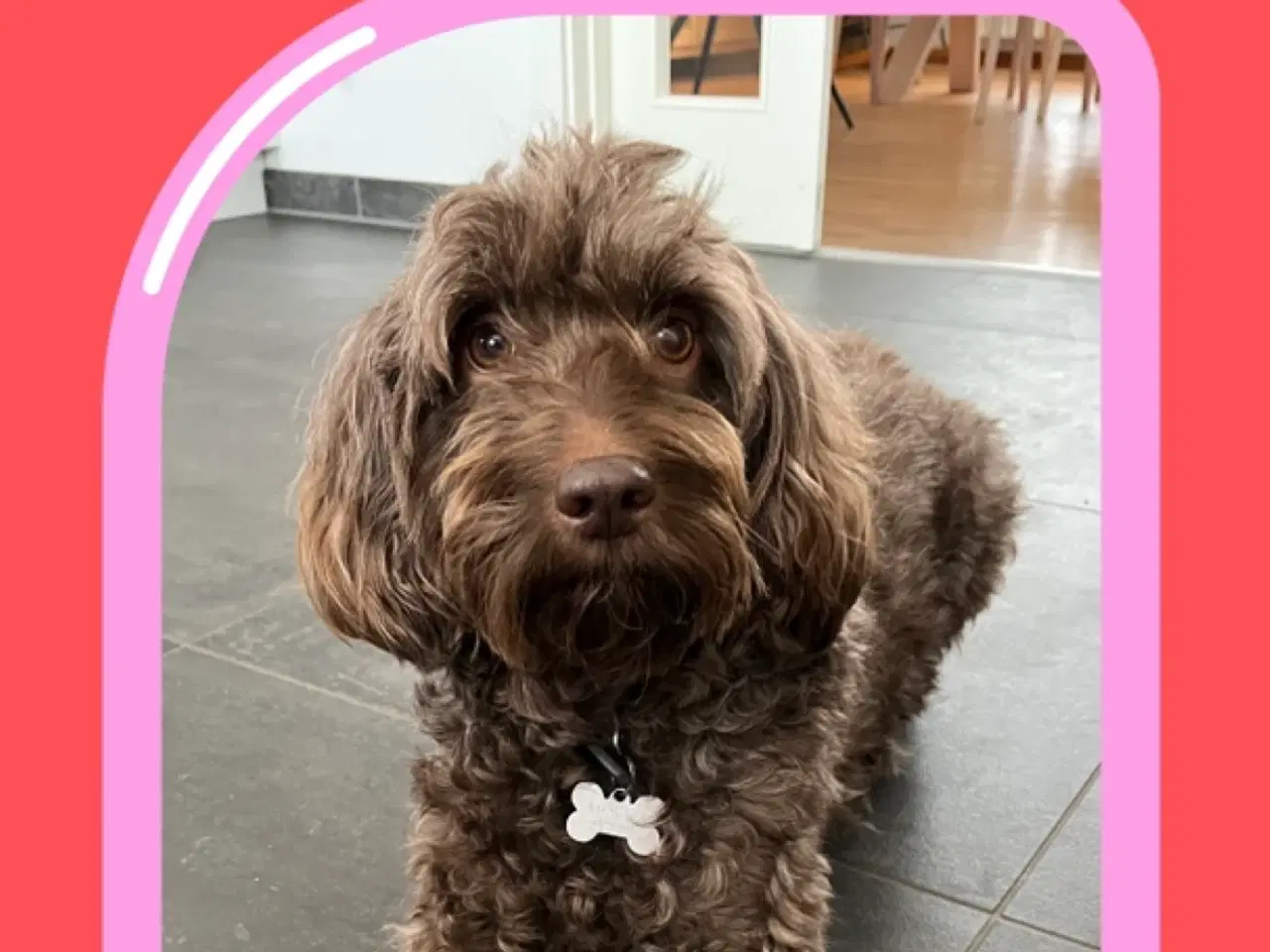 Billede 11 - Cockerpoo f1b