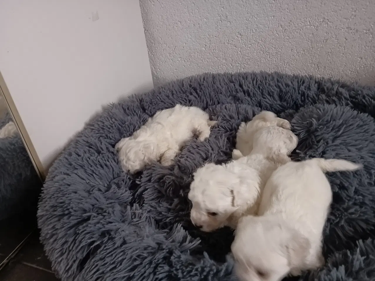 Billede 2 - Bichon Frise, hvalpe, 10 uger