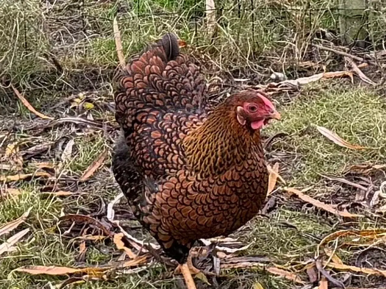 Billede 5 - Dværg Wyandott høner