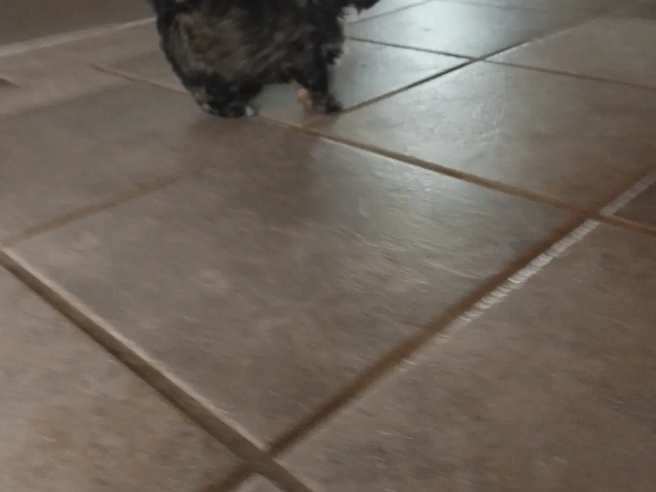 Billede 6 - Allergivenlig hvalp