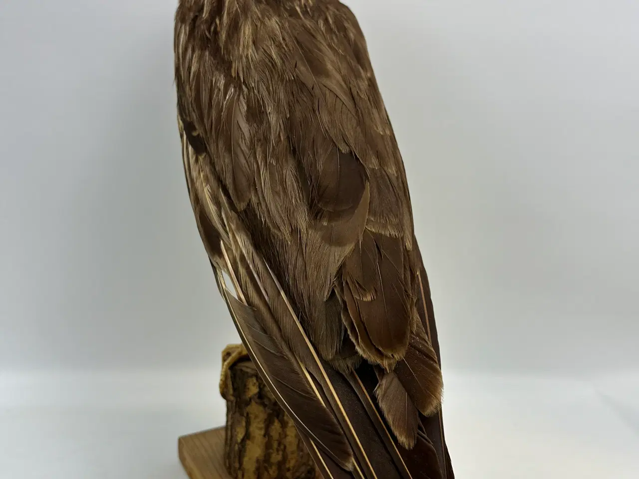 Billede 2 - Udstoppet Rørhøg