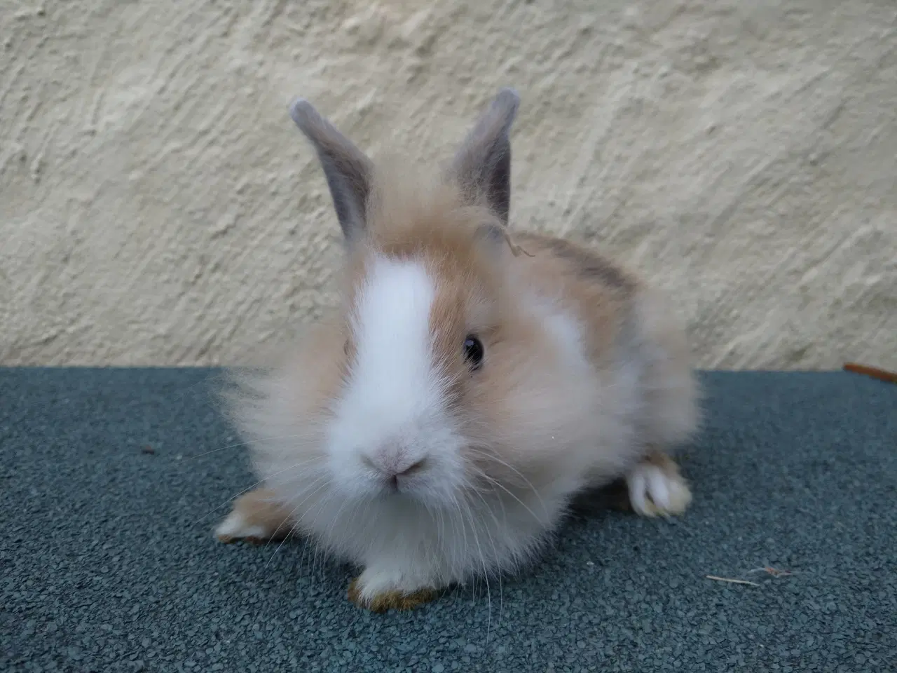 Billede 9 - Teddy Løvehoved unger