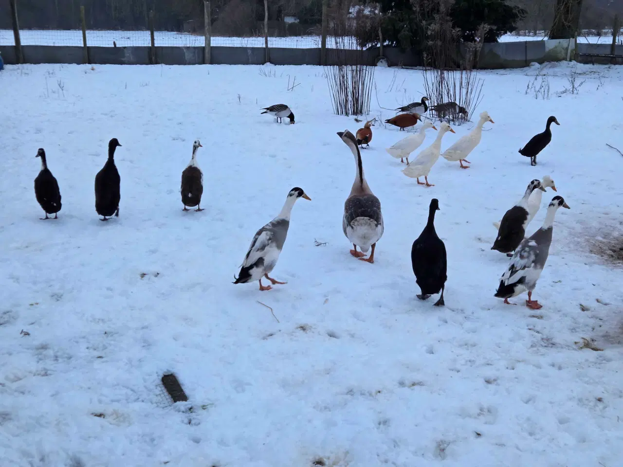 Billede 2 - Løbeænder i forskellige farver