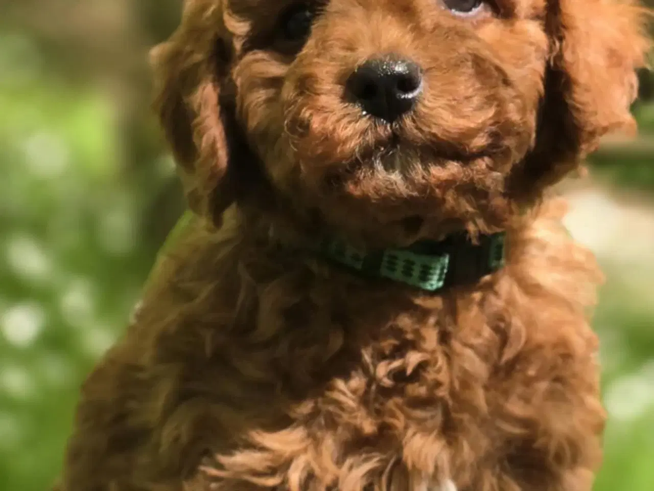 Billede 5 - Cavapoo F1B